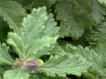 Una Lamiacea a cuscino - Teucrium chamaedrys